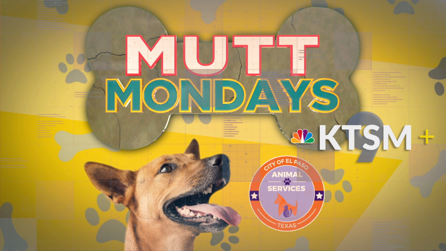 El Paso Animal Services encourages pet disaster planning
