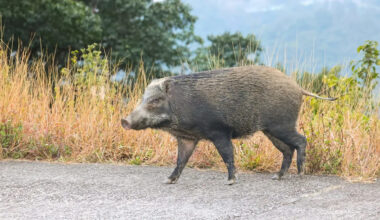 Feral hogs are tearing through nearly every North Texas county, invading yards and roads