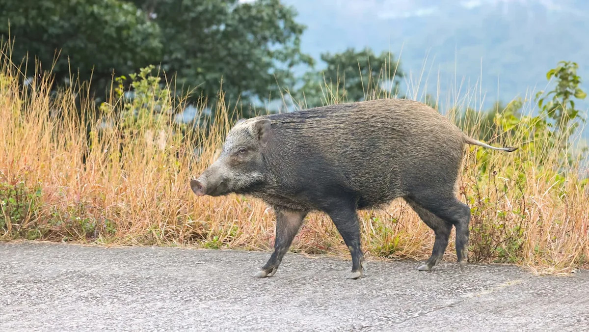 Feral hogs are tearing through nearly every North Texas county, invading yards and roads