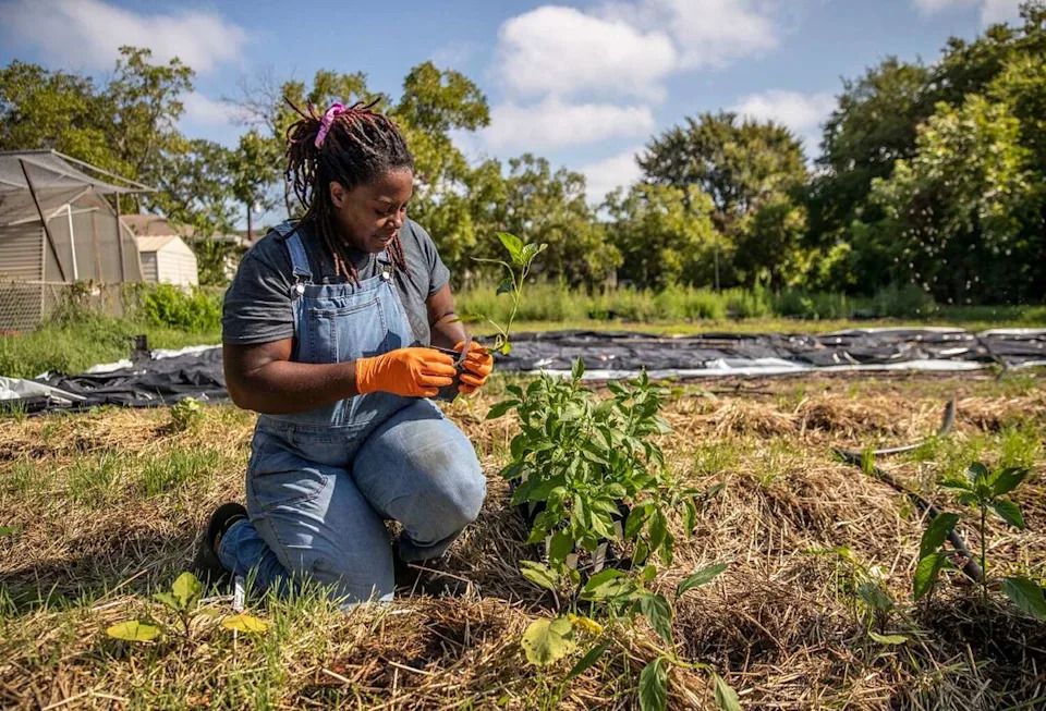 Tiffany Washington tends her fall garden in Austin in this file photo taken last year. As we get closer to summer, gardeners should get the last of their bedding plants into the ground so roots can become established before the hottest weather sets in, according to the Texas A&M AgriLife Extension. (Ricardo B. Brazziell)