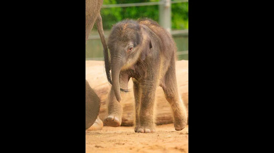 Sam Houston has been bonding with his mother, Belle, behind the scenes of the Fort Worth Zoo’s Elephant Springs habitat. This newest member of the Asian elephant herd was born April 1.