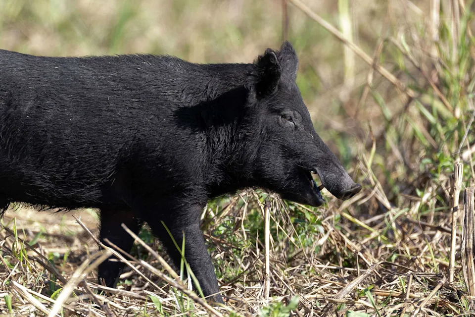 Yes, it is legal to kill feral hogs and wild pigs on your property in Texas, according to Texas Parks and Wildlife. The picture shows a Feral Hog. (6381380/Getty Images)