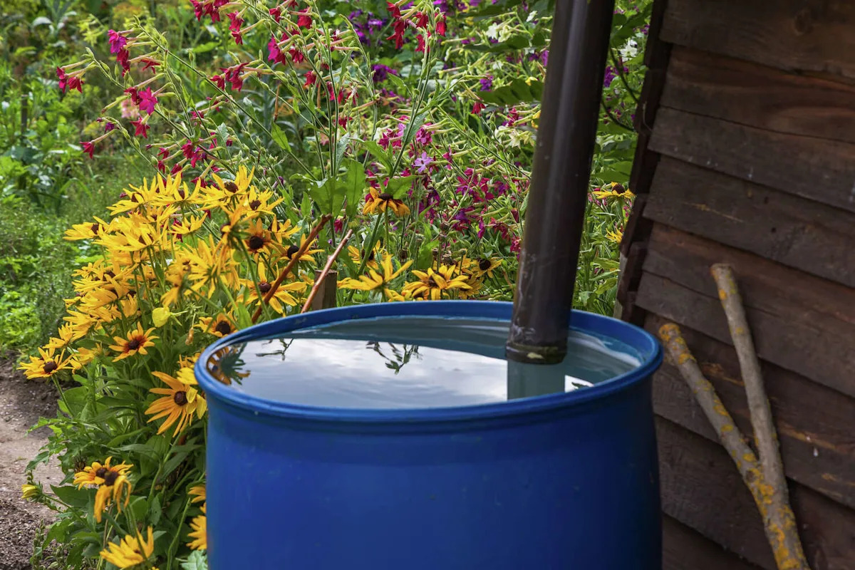 Is it illegal to collect rainwater in Texas? What the law says