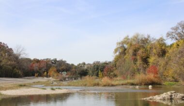 Trees have many ecosystem benefits, such as improving air quality, mitigating heat and absorbing stormwater, Georgetown city officials said. (Community Impact staff)