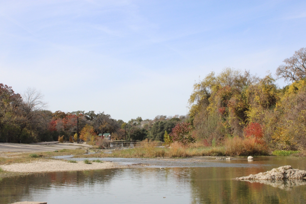 Trees have many ecosystem benefits, such as improving air quality, mitigating heat and absorbing stormwater, Georgetown city officials said. (Community Impact staff)