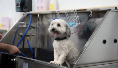 BarkSuds offers monthly dog grooming memberships that include baths, ear cleaning, nail trims and more, per its website. (Courtesy Bree Price)