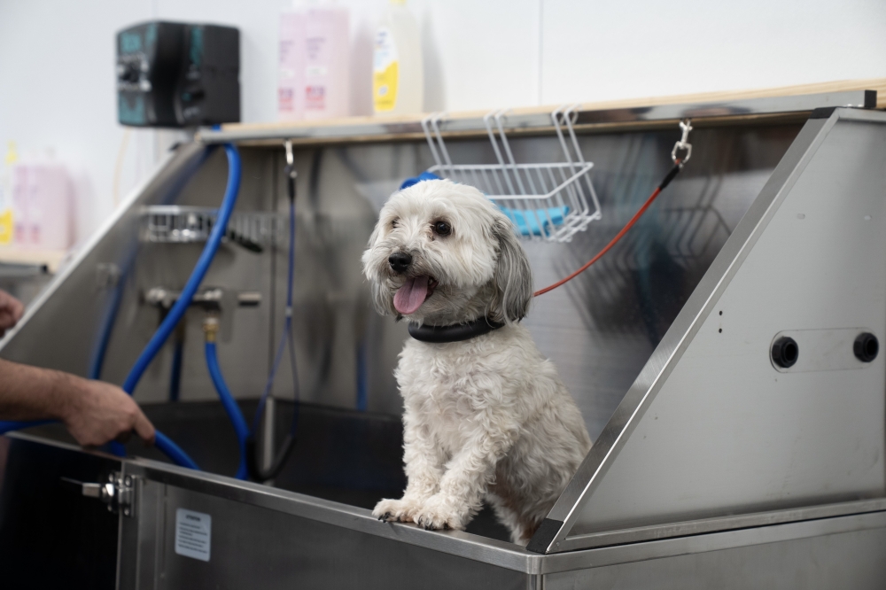 BarkSuds offers monthly dog grooming memberships that include baths, ear cleaning, nail trims and more, per its website. (Courtesy Bree Price)