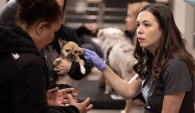 Veg ER for Pets services include urgent care, surgery and diagnostics. (Courtesy Veg ER for Pets)