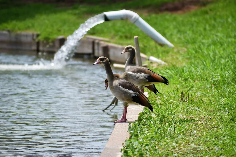 Egyptian geese are among the invasive species The Club at Pecan Grove says have overtaken parts of the Richmond-area property. (Ariana Garcia)