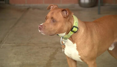 Fort Worth Fire Department adopts homeless veteran's dog, helps former owner get back on track