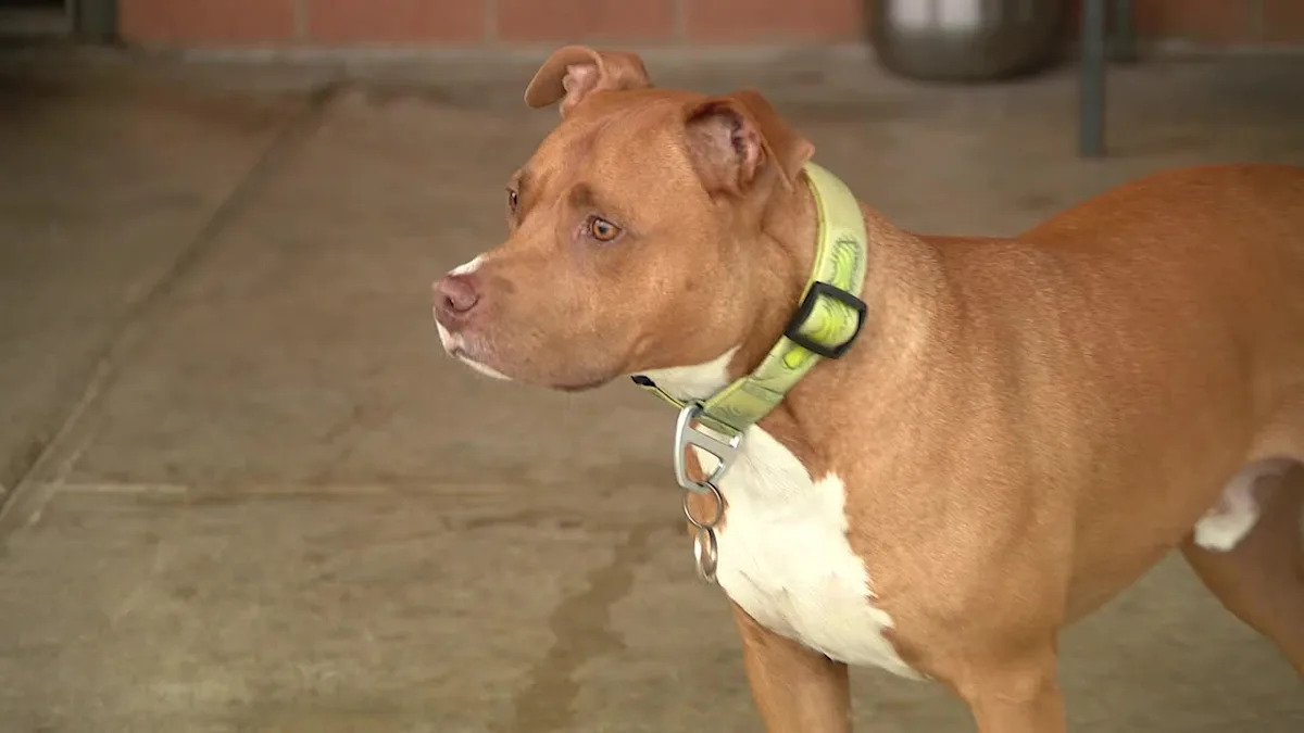 Fort Worth Fire Department adopts homeless veteran's dog, helps former owner get back on track