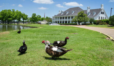 This Houston-area golf course has been overrun by hundreds of invasive ducks