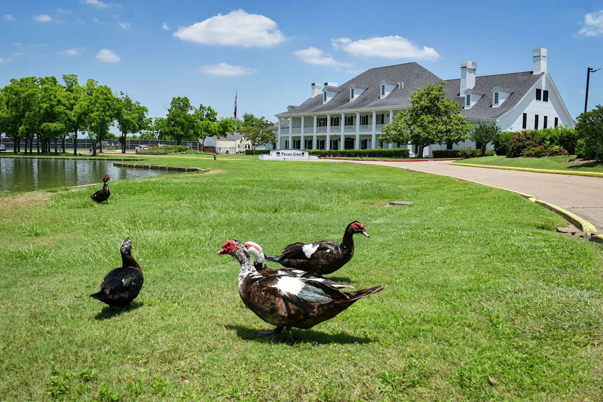 This Houston-area golf course has been overrun by hundreds of invasive ducks