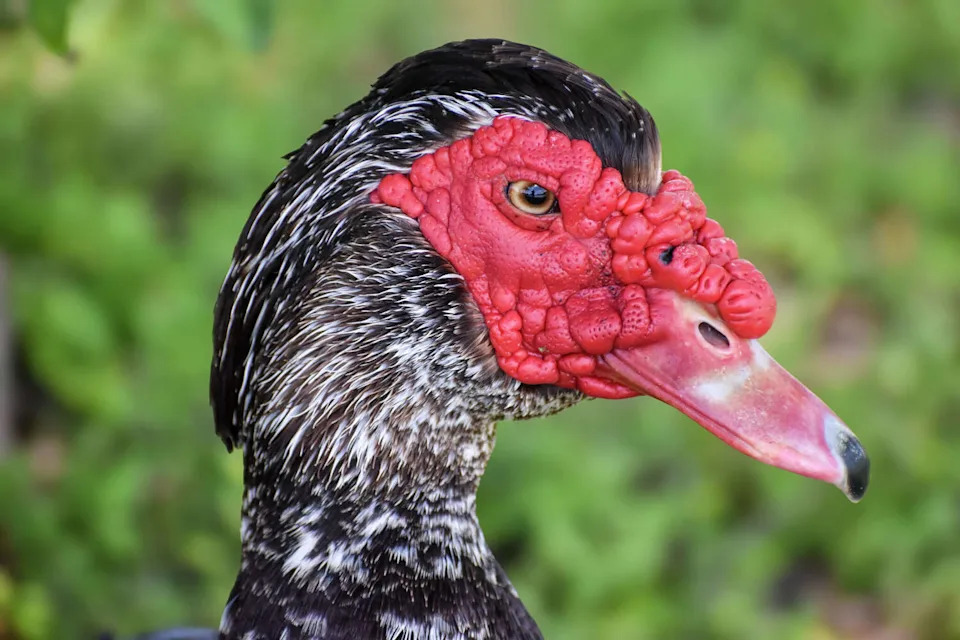 Muscovy ducks, considered invasive outside South Texas, have become a common sight at The Club at Pecan Grove in Richmond. (Ariana Garcia)