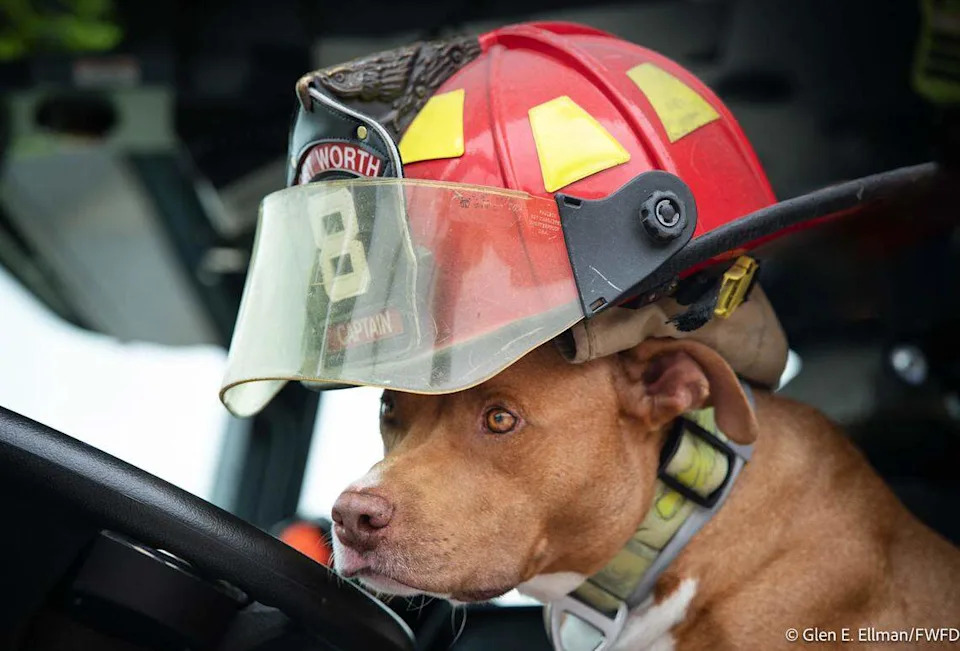 Jake, the pit bull recently adopted by Fort Worth firefighters after his owner could no longer care for him, is bringing smiles and companionship to the crew at Station 8.