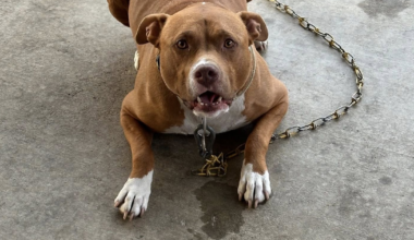 Veteran's heartbreaking letter leads pit bull to new home at North Texas fire station: "Please help my baby"