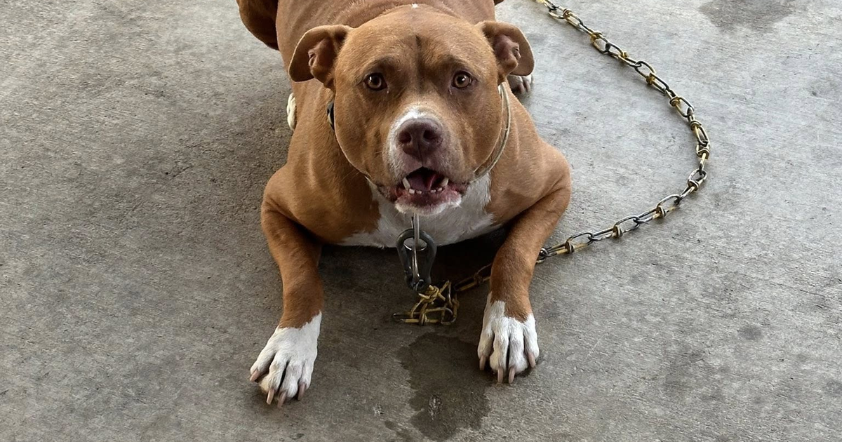 Veteran's heartbreaking letter leads pit bull to new home at North Texas fire station: "Please help my baby"