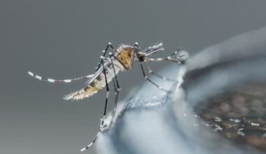 West Nile season begins: Positive mosquitoes found in Fort Worth, Grand Prairie