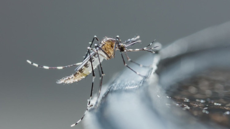West Nile season begins: Positive mosquitoes found in Fort Worth, Grand Prairie