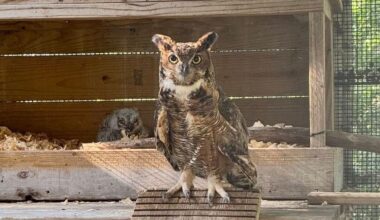 Eddison the great horned owl with Athena's surviving owlet. (Austin Wildlife Rescue via Facebook)