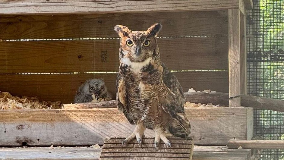 Eddison the great horned owl with Athena's surviving owlet. (Austin Wildlife Rescue via Facebook)