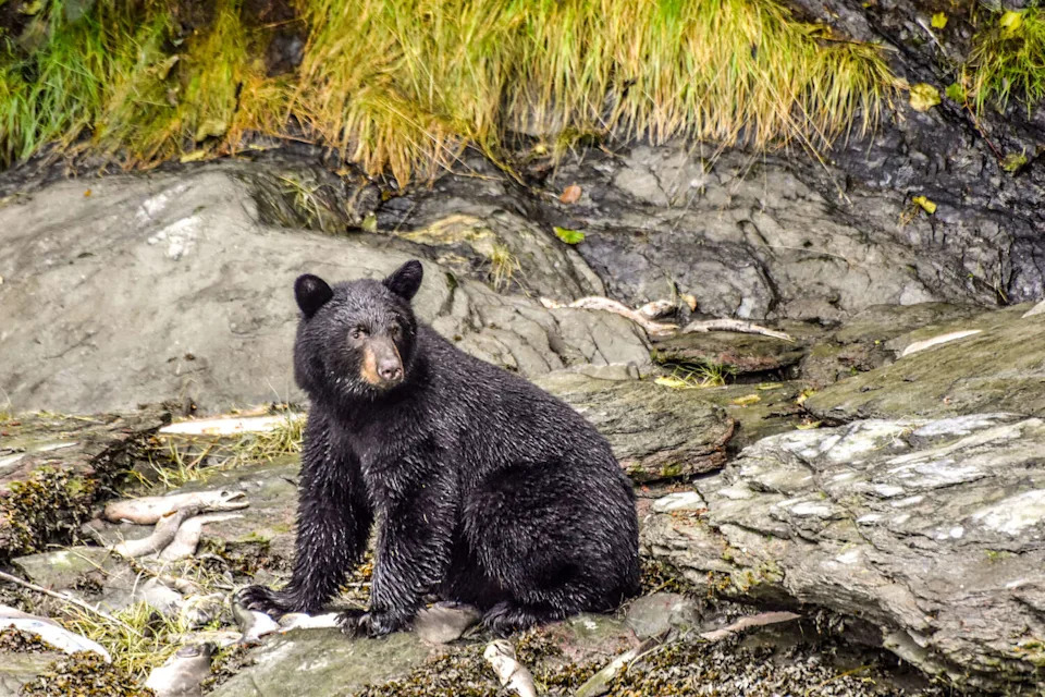 The U.S. black bear population is highest in Alaska. Texas? Not so much. (cweimer4/Getty Images)