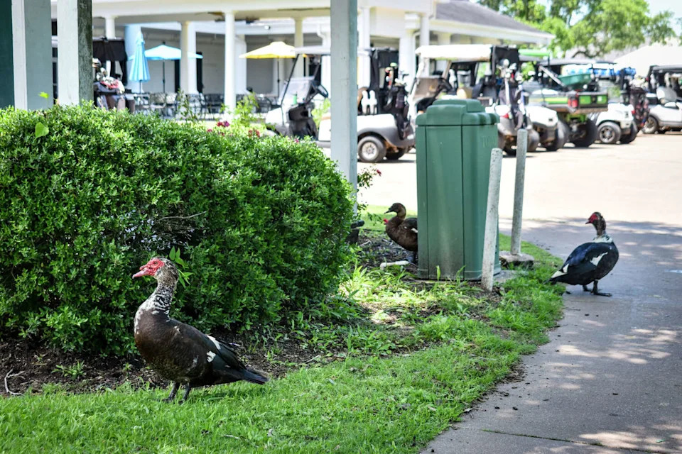 Golfers at The Club at Pecan Grove say invasive ducks regularly gather along the fairways, sidewalks and pool areas around the property. (Ariana Garcia)