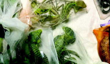 California man sentenced to 5+ years for smuggling 1,700 reptiles through El Paso border