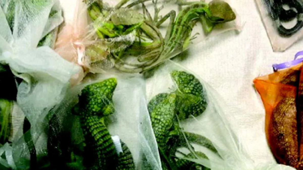 California man sentenced to 5+ years for smuggling 1,700 reptiles through El Paso border