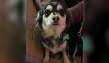 East El Paso family searching for answers after dog found shot in backyard