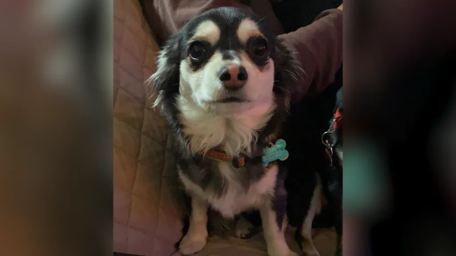 Photo of dog, Emma. Photo courtesy of Fernando Magallanes.