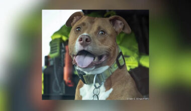 Fort Worth Firefighters Adopt Dog Left By Homeless Veteran At Fire Station
