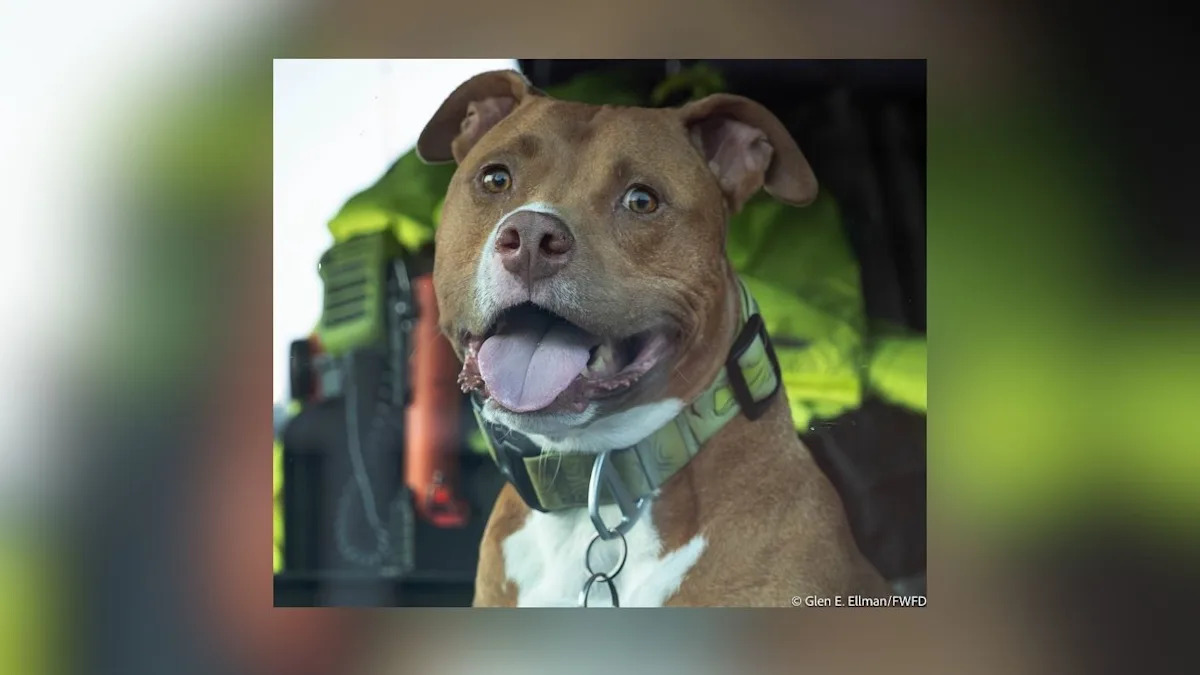 Fort Worth Firefighters Adopt Dog Left By Homeless Veteran At Fire Station