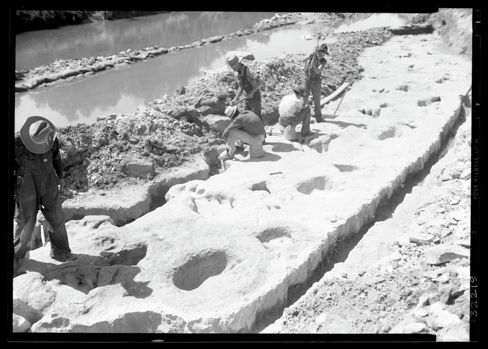 Paleontologist Roland T. Bird discovered the fossilized dinosaur tracks near Glen Rose, Texas back in the 1930s. One slab of stone was sent to the American Museum of Natural History in New York and the second was maintained in the Lone Star State. (Courtesy of American Museum of Natural History, Texas Science & Natural Museum)