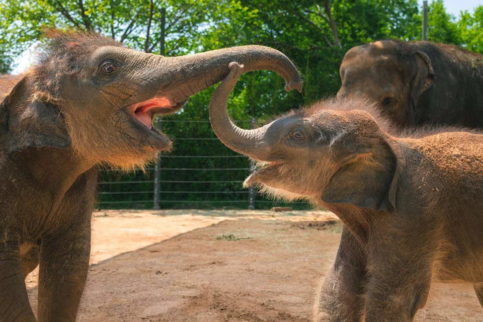 Sam Houston, who was born April 1, plays with half-sister Lady Bird behind the scenes of the Fort Worth Zoo’s Elephant Springs habitat. The zoo’s breeding program aims to reverse the decline of this endangered species.