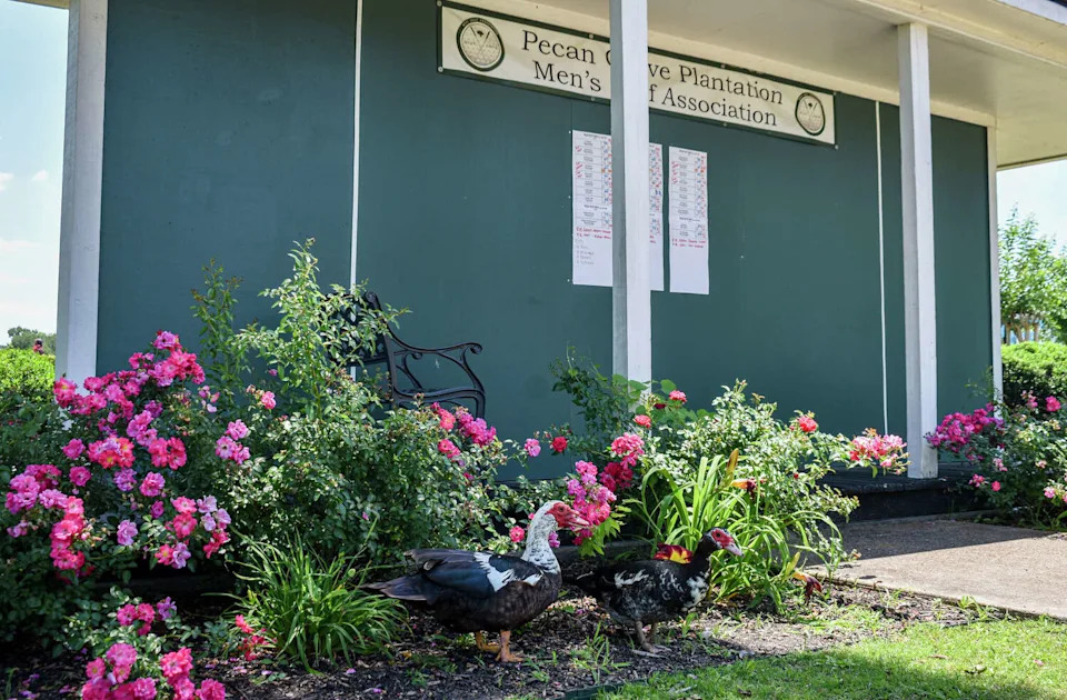Muscovy ducks take shelter form the heat beneath bushes and landscaping at The Club at Pecan Grove in Richmond. (Ariana Garcia)