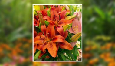 Nell Catherine Magness Obituary May 17, 2026