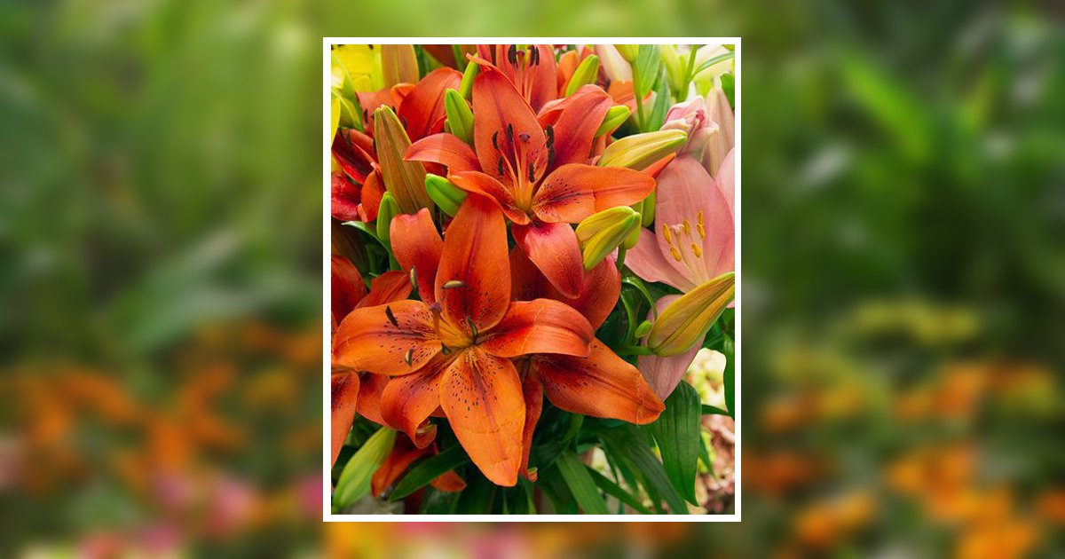 Nell Catherine Magness Obituary May 17, 2026