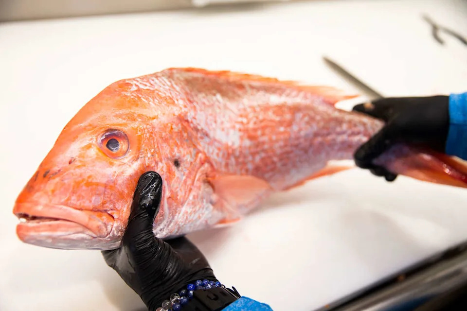Rex's Seafood owner Beau Bellomy prepares to filet red snapper at Rex's Seafood in Dallas. (Shaban Athuman/Staff Photographer)