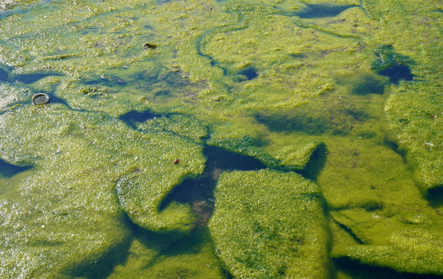 Algal bloom