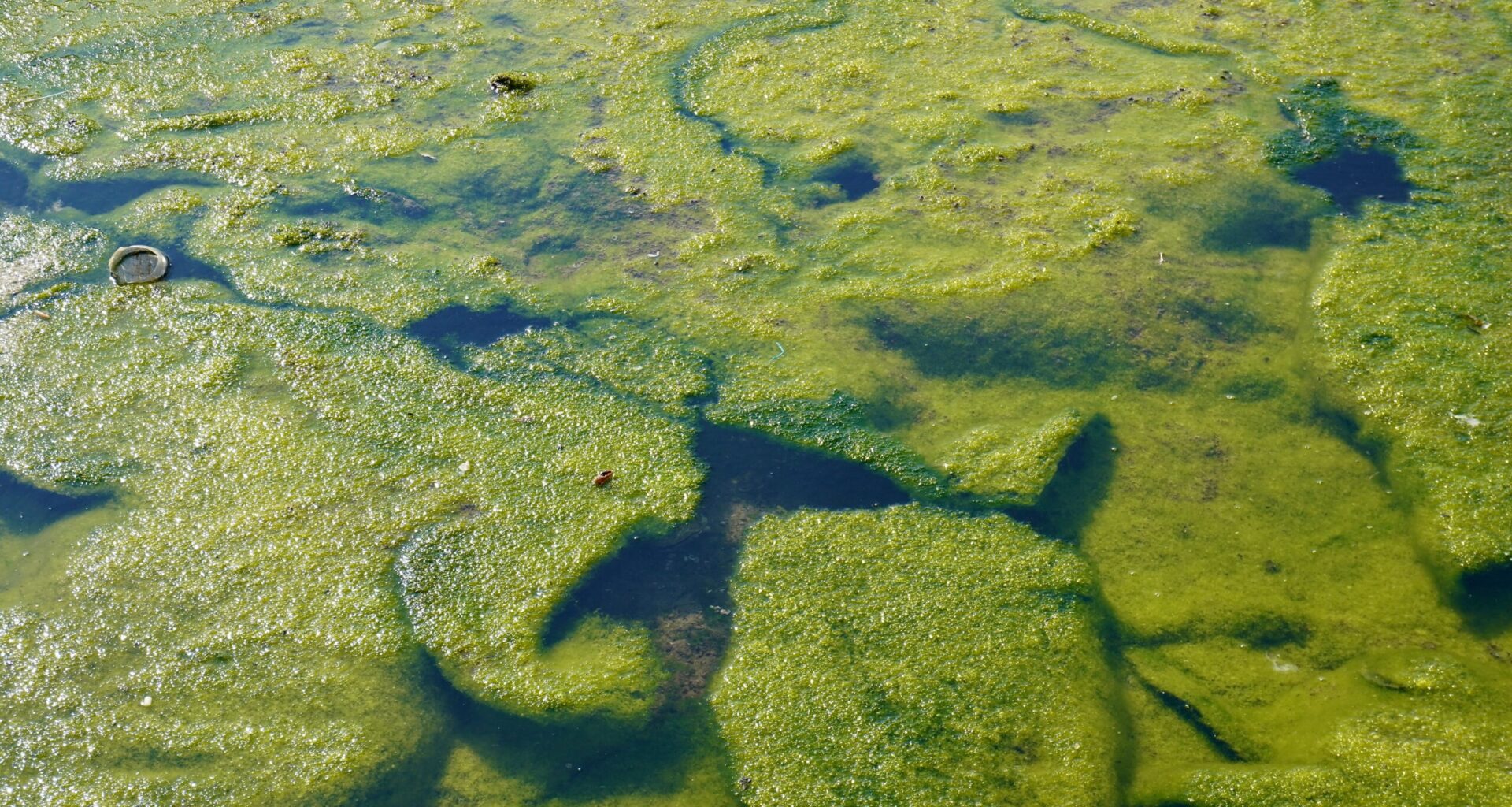 Drs. Daniel Roelke and Jessica Labonté at Texas A&M University at Galveston have Study Published in Inland Waters Journal