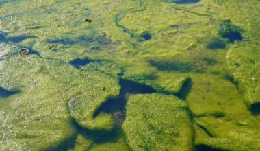 Drs. Daniel Roelke and Jessica Labonté at Texas A&M University at Galveston have Study Published in Inland Waters Journal