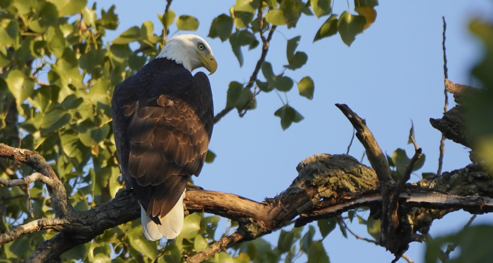 Eagles Nick and Nora’s eaglets are learning to leave the nest