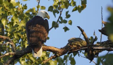Eagles Nick and Nora’s eaglets are learning to leave the nest