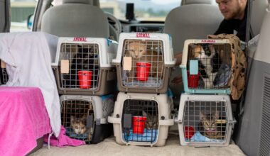 Mass animal rescue in Julian continues; 65 cats flown to Texas shelter – NBC 7 San Diego
