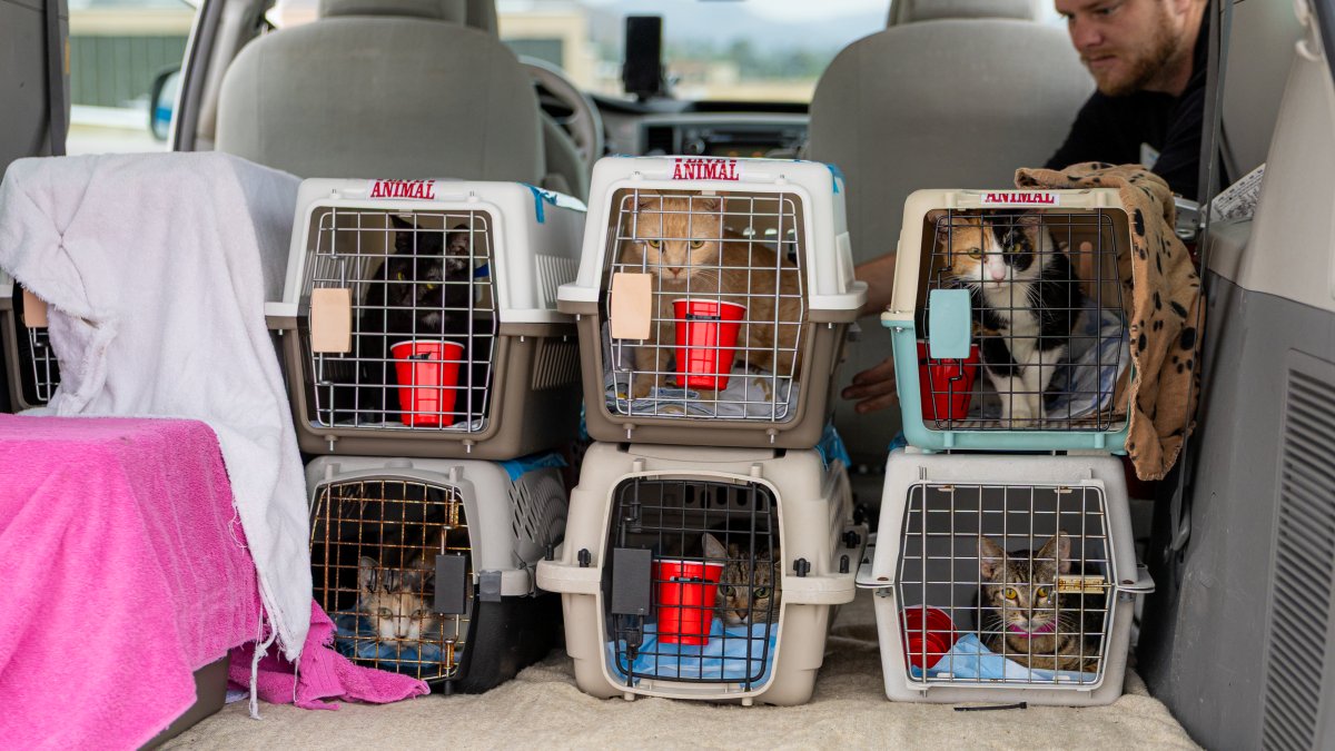 Mass animal rescue in Julian continues; 65 cats flown to Texas shelter – NBC 7 San Diego