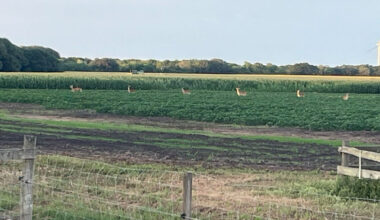 Growing deer populations impact Texas crops Deer populations continue to grow across Texas, and some are helping themselves to farmers’ corn crops.