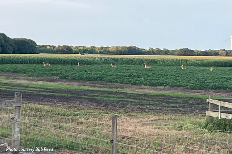 Growing deer populations impact Texas crops Deer populations continue to grow across Texas, and some are helping themselves to farmers’ corn crops.