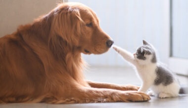 CFT To Offer $100K Matching Funds in North Texas Gives to Animals Campaign » Dallas Innovates