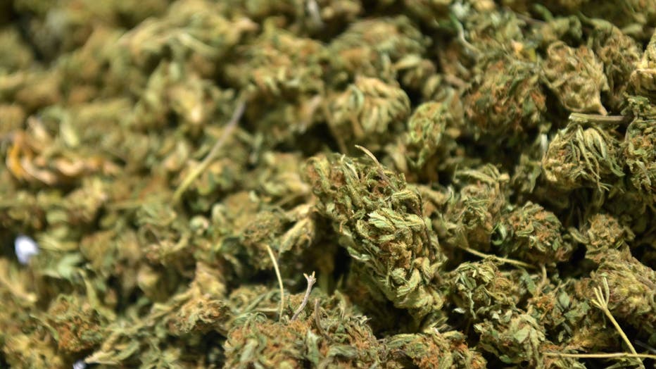 View of hemp flowers at Empire Standard, a hemp extract processing and distribution plant, on April 13, 2021 in Binghamton, New York. (Photo by ANGELA WEISS/AFP via Getty Images)